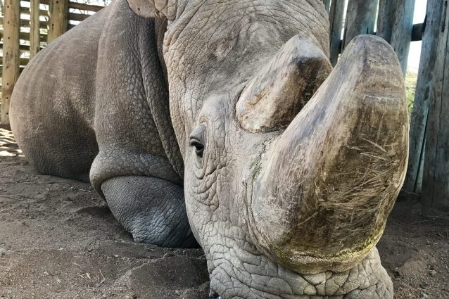 Sudan, il rinoceronte morto nel 2018