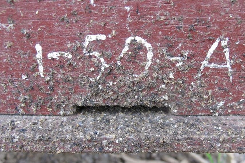L’ingresso di un alveare, fortemente "decorato" con le feci raccolte dalle api. Mattila et al., 2020