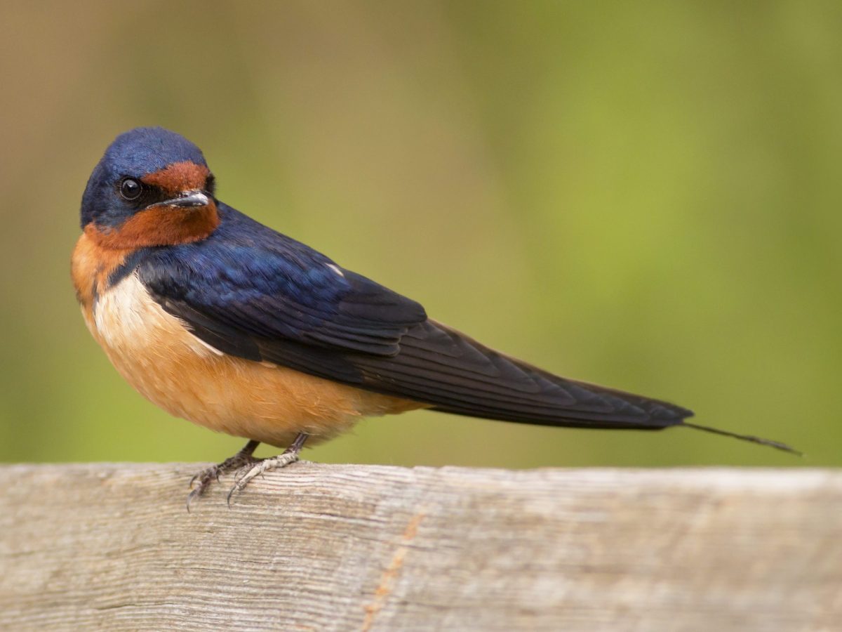 Rondine comune (Hirundo rustica)
