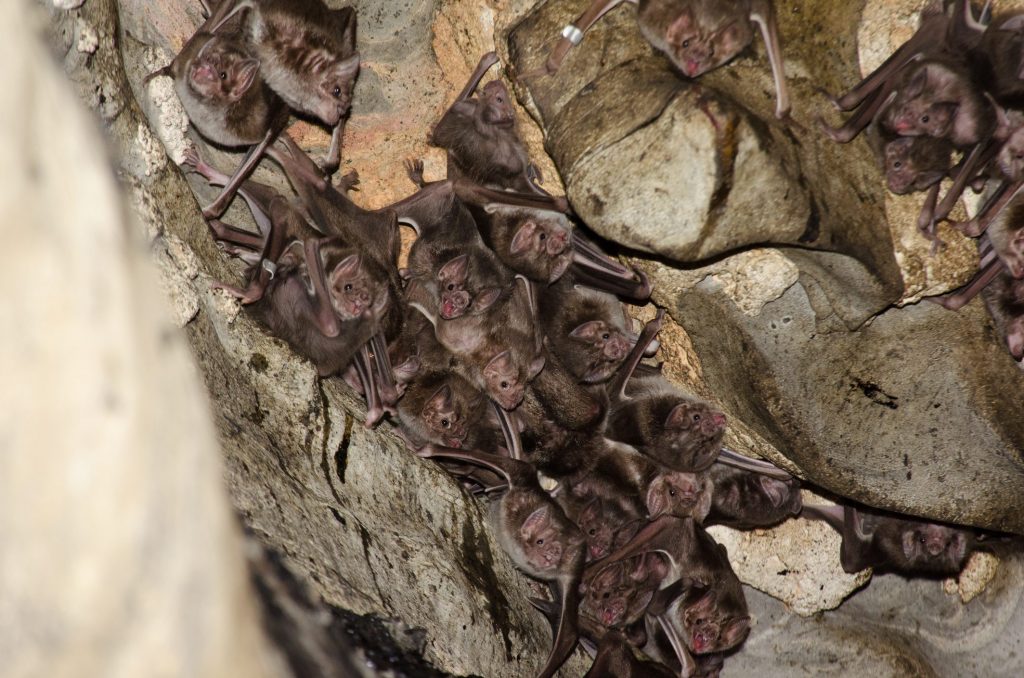 Una colonia di pipistrelli vampiro (Desmondus rotundus)