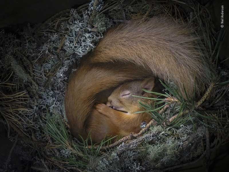 © Neil Anderson, Wildlife Photographer of the Year