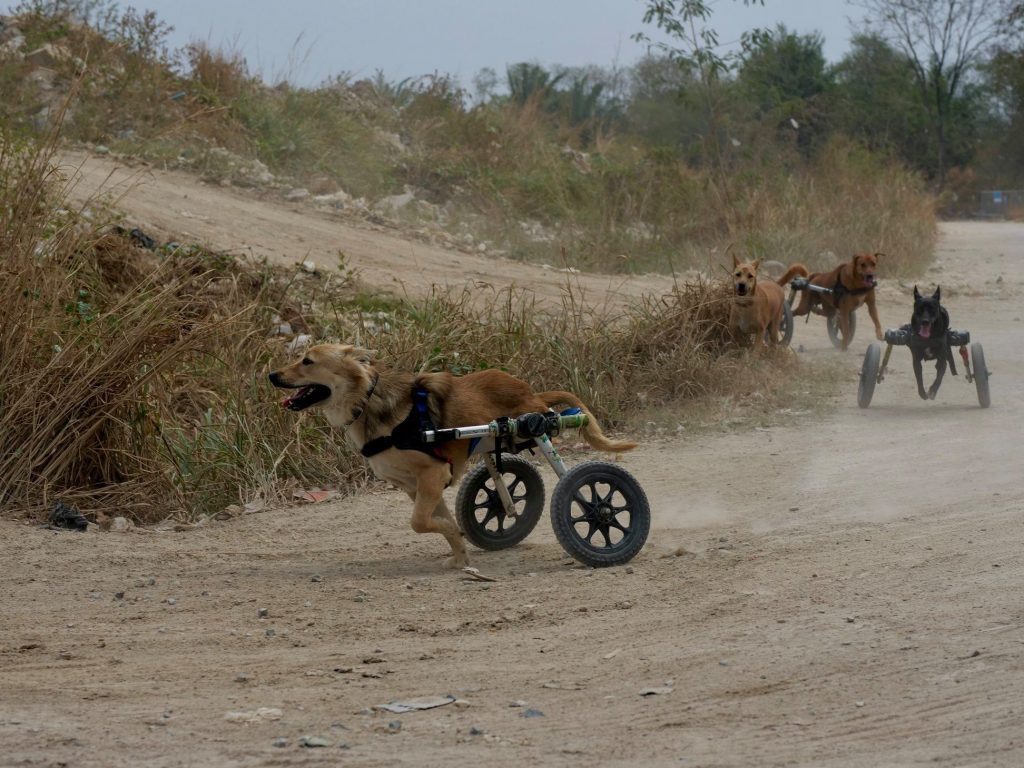 I cani disabili vengono portati due volte al giorno in passeggiate di gruppo (credits@themanthatrescuesdogs)
