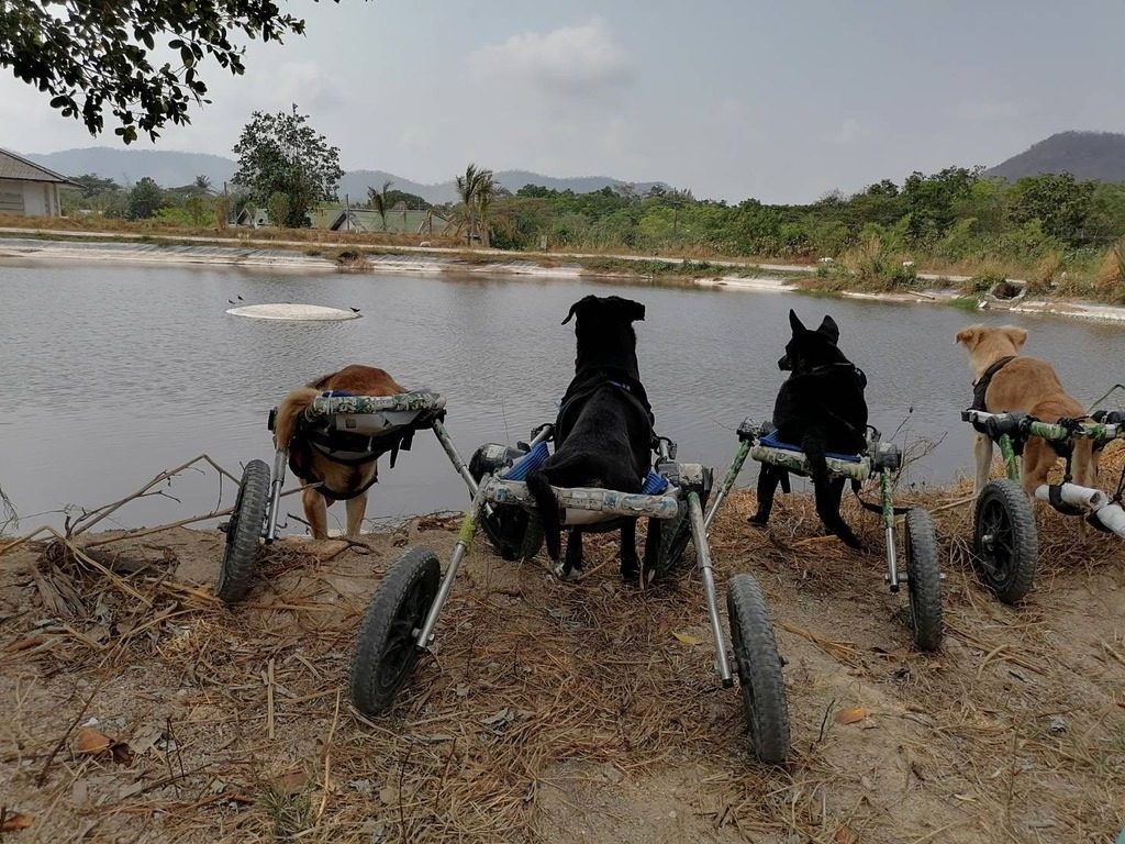 Nel Care Center del rifugio sono accuditi anche una settantina di cani non autosufficienti, di cui 27 disabili che si spostano grazie ad un carrellino con le ruote (credits@themanthatrescuesdogs)