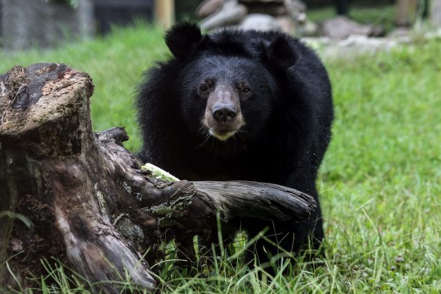 Un orso della luna nel santuario di Animals Asia a Tam Dao in Vietnam (credits: DarioPignatelli)
