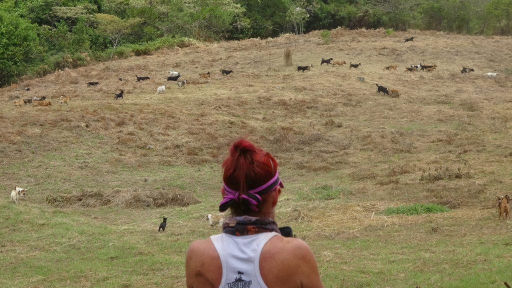 Lya Battle al Territorio de Zaguates