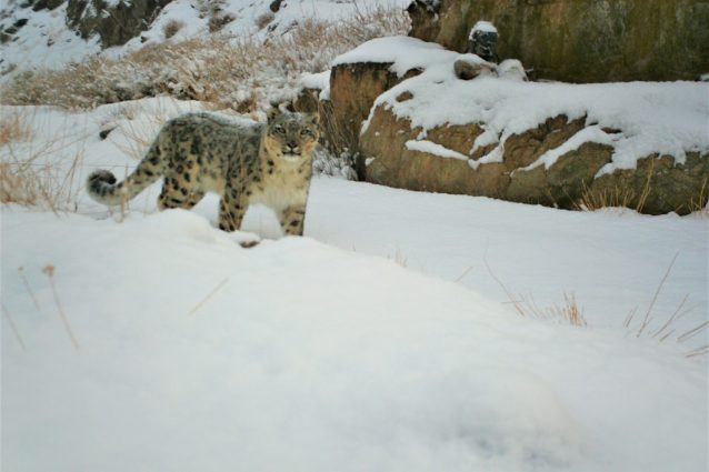 Un leopardo delle nevi(credits Claudio Augugliaro e Battogtokh Nasanbat)