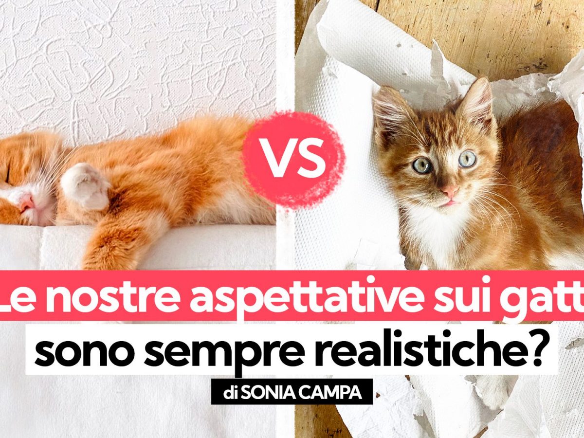 Pensaci Bene Prima Di Prendere Un Gatto