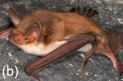 Il pipistrello pescatore messicano (Myotis vivesi) si ciba quasi esclusivamente di pesci e crostacei che pesca in mare e può essere considerato un vero e proprio mammifero marino