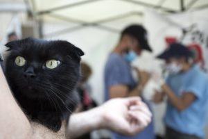 Il gatto Antar, sopravvissuto all’esplosione, è scappato dalla sua casa. Ora ha ritrovato i suoi umani che lo avevano cercato ovunque (credits:FOURPAWS/HristoVladev)