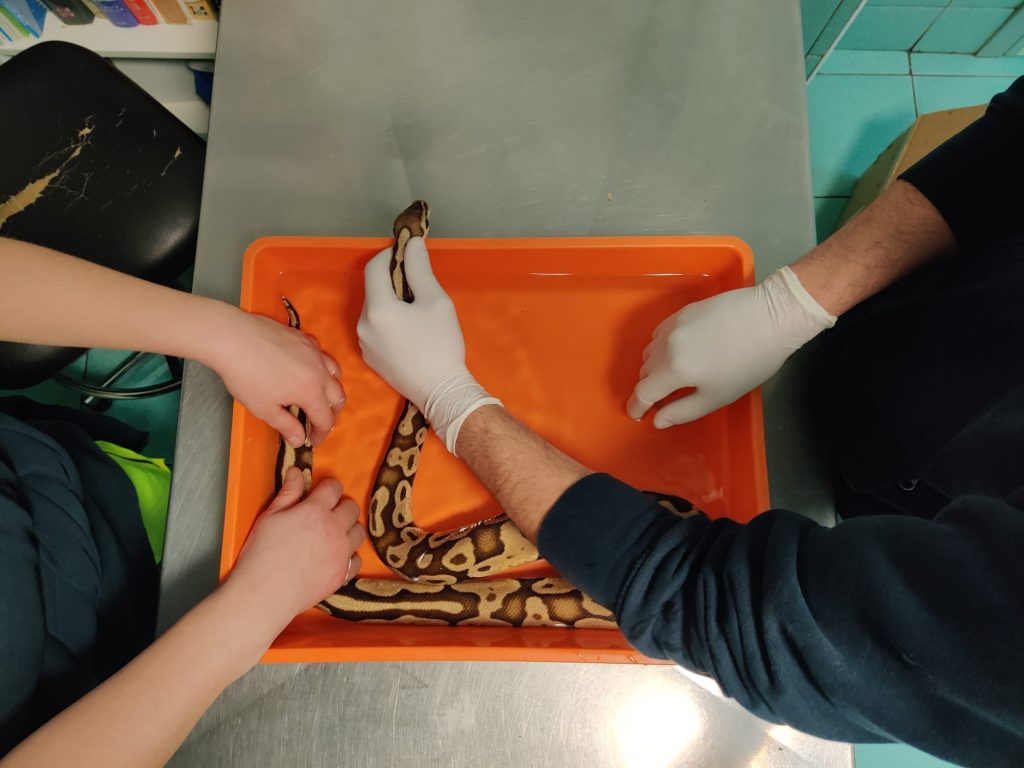 Il pitone soccorso alla clinica ENPA