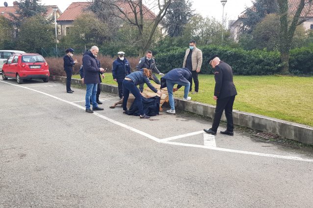 Il cervo dopo l’anestesia
