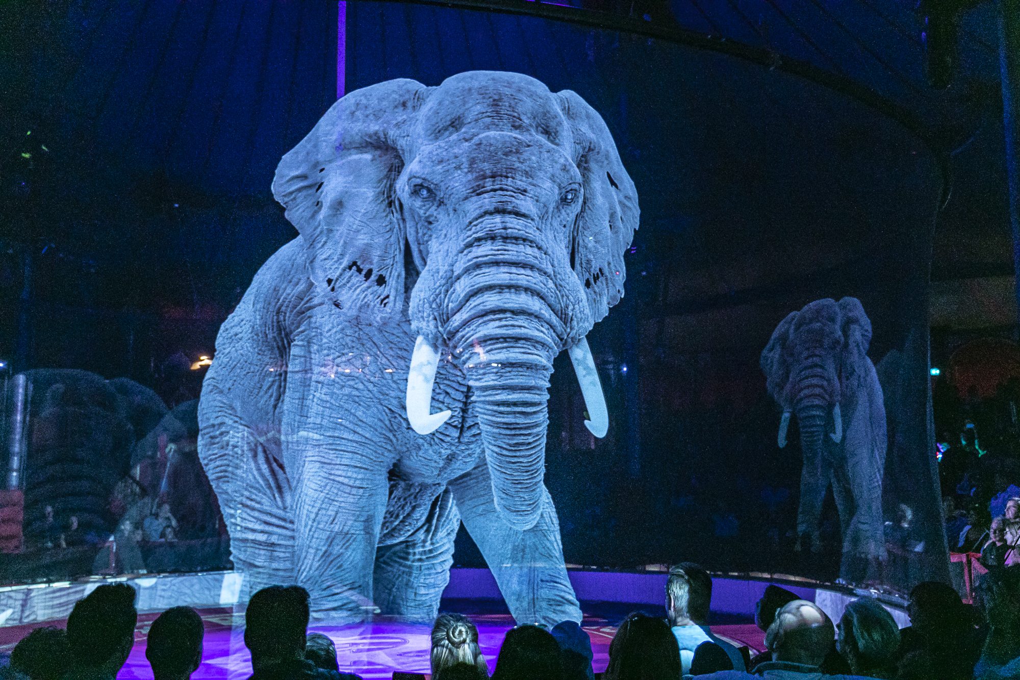 Tra i più emozionanti l’ologramma che riproduce tridimensionalmente un gigantesco elefante (credits@circustheaterroncalli)