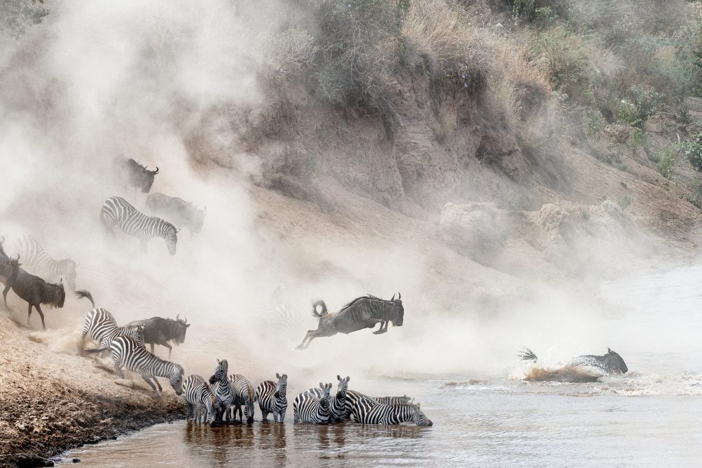 Durante la "grande migrazione" del Serengeti migliaia di gnu e zebre perdono la vita a causa dei predatori e della difficile traversata del fiume Mara