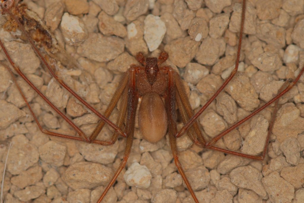 Un ragno violino (Loxosceles rufescens) col suo caratteristico disegno