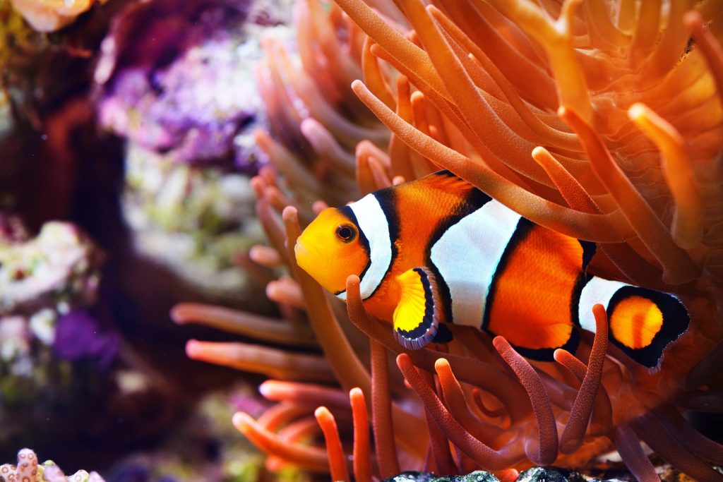 Un pesce pagliaccio (Amphiprion ocellaris) al riparo tra i tentacoli di un anemone