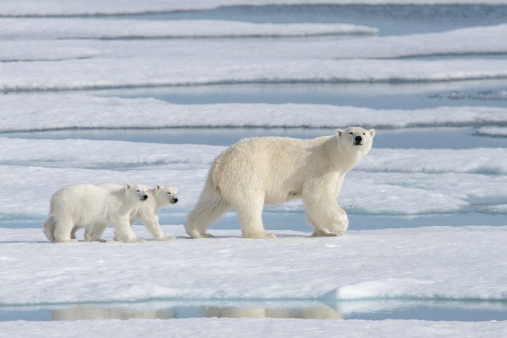 Mamma orso polare (Ursus maritimus) guida i suoi cuccioli tra le lastre di ghiaccio artiche