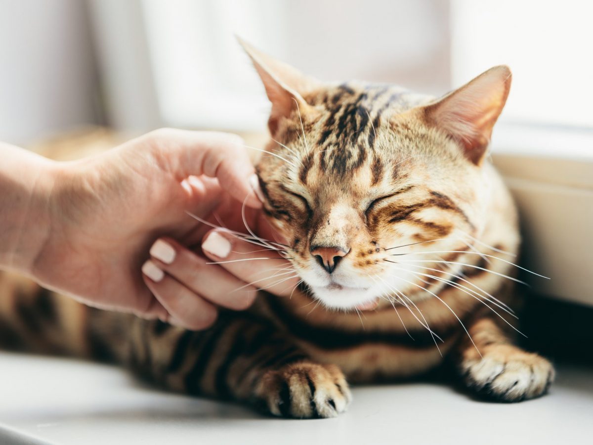 Perche I Gatti Fanno Le Fusa Quando Li Accarezzi
