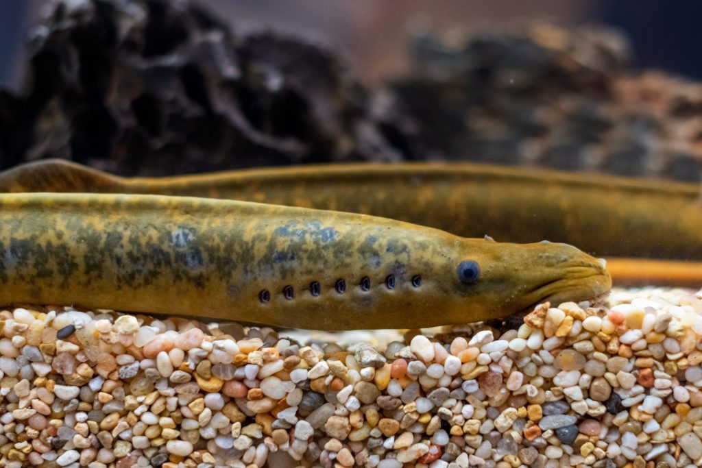 Una lampreda di mare (Petromyzon marinus) in un acquario