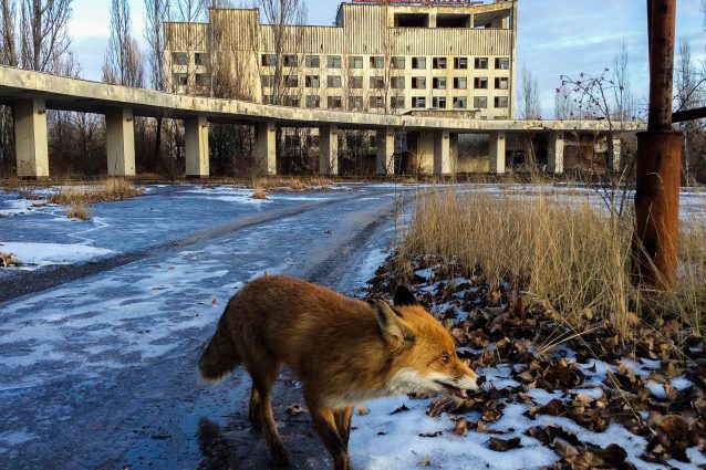 Volpe rossa (Vulpes vulpes) a Chernobyl