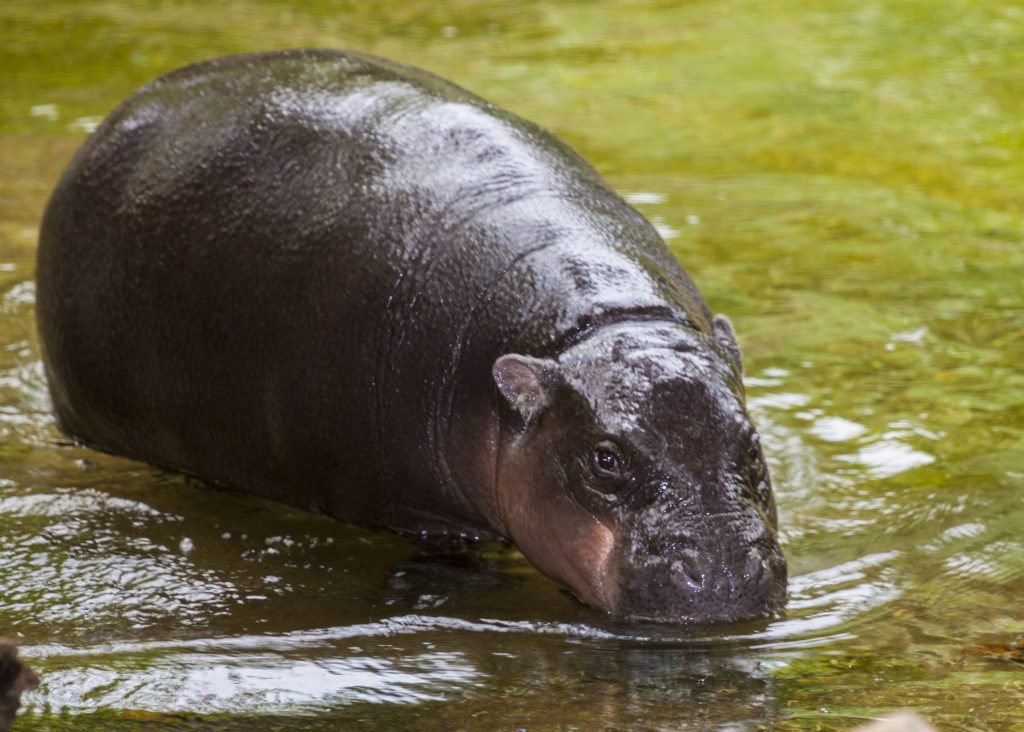 Un ippopotamo pigmeo (Hexaprotodon liberiensis), specie solitaria ed elusiva che vive nelle foreste di Liberia, sierra Leone, Guinea e Costa D’Avorio.