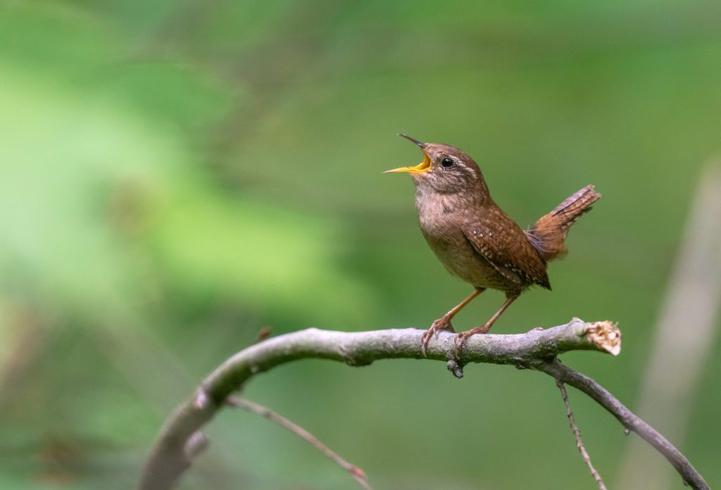 18 Animali Che Vivono Nel Bosco