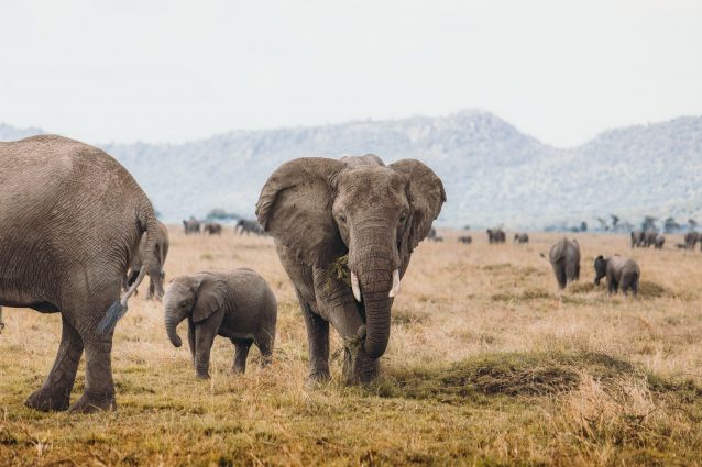 Elefante africano (Loxodonta africana)