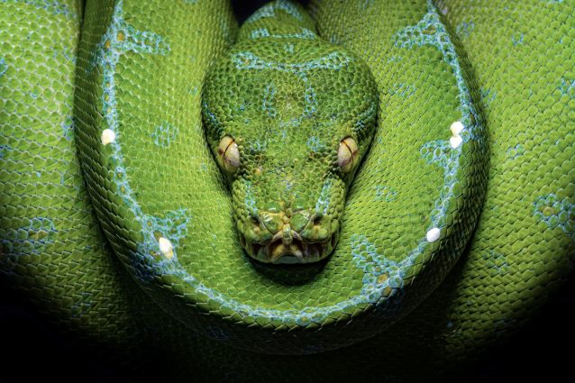 Esemplare di Morelia viridis