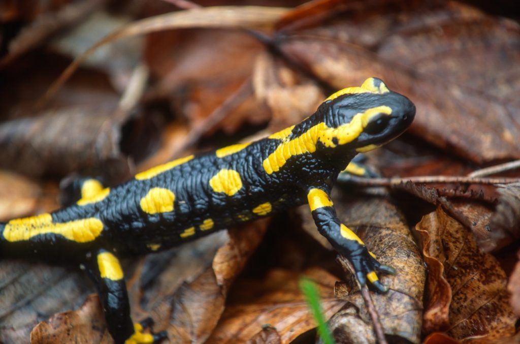 La salamandra pezzata (Salamandra salamandra) è uno degli anfibi più belli e comuni del continente europeo