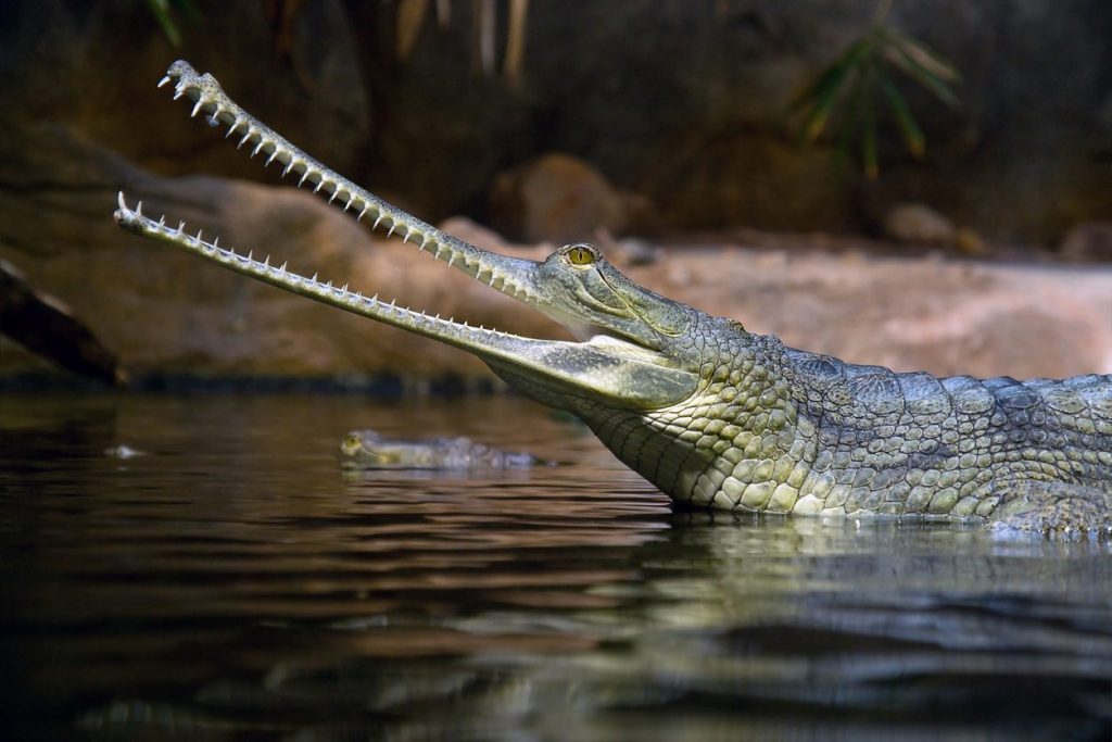 Il gaviale del Gange (Gavialis gangeticus) è uno dei coccodrilli più curiosi, ha infatti un muso lunghissimo e sottilissimo per poter catturare i pesci. Ma è anche una specie a rischio estinzione, ne restano meno di mille esemplari in natura