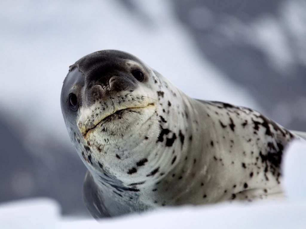 La foca leopardo (Hydrurga leptonyx) è uno dei predatori più spietati dei mari che circondano l’Antartide