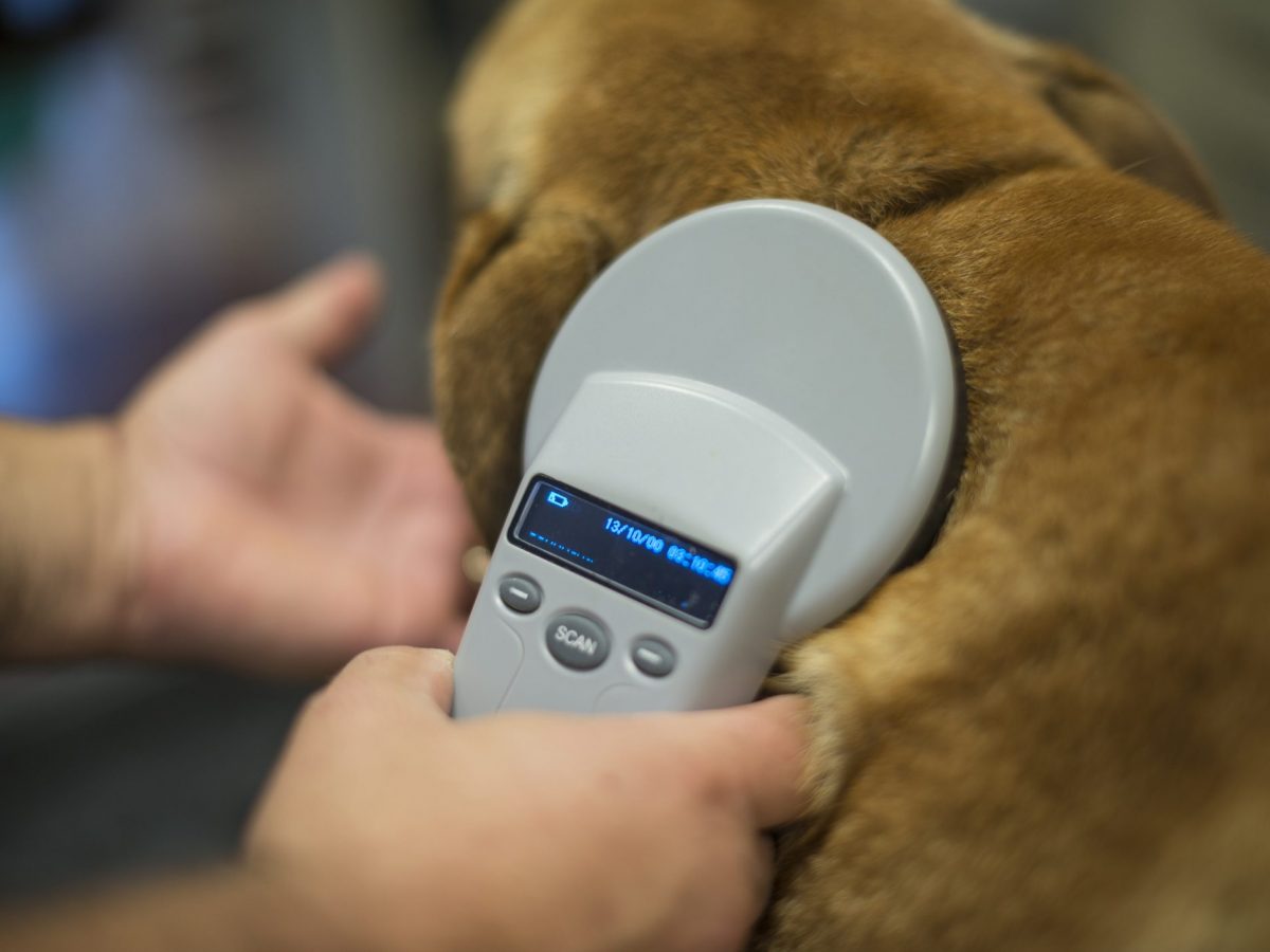 Microchip cane cos'è, come funziona e costo