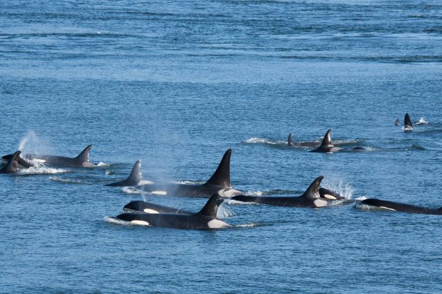 Orca assassina (Orcinus orca)