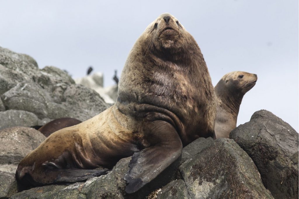 Un leone marino di Steller (Eumetopias jubatus) maschio controlla da una roccia il suo harem di femmine