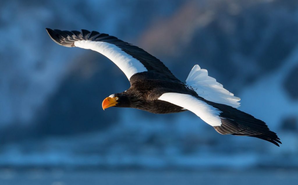 L’aquila di mare di Steller (Haliaeetus pelagicus) è uno dei rapaci più grossi al mondo. Vive lungo le coste di Russia e Giappone e può arrivare a 2,5 metri di apertura alare