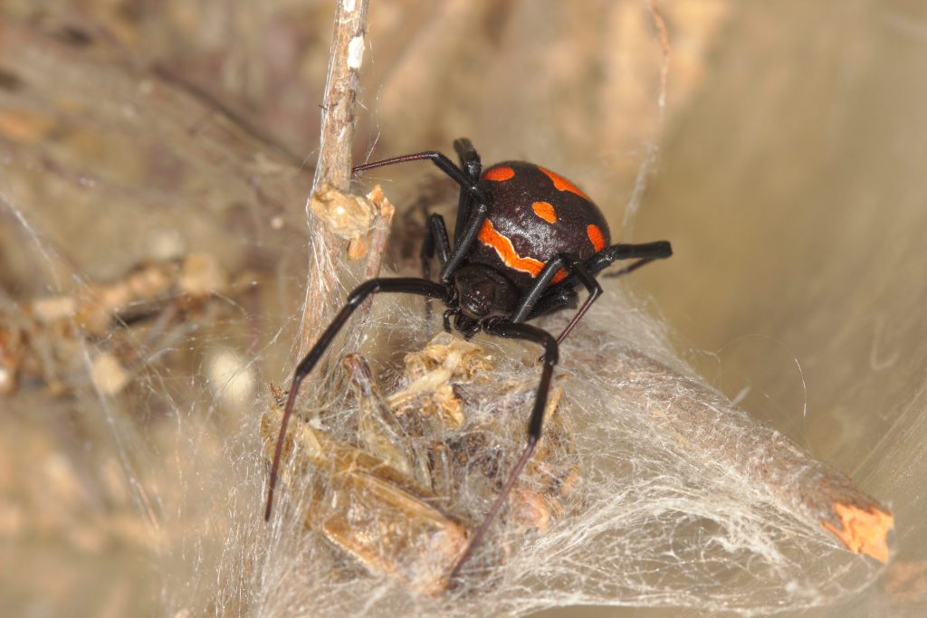 Una femmina di malmignatta (Latrodectus tredecimguttatus)