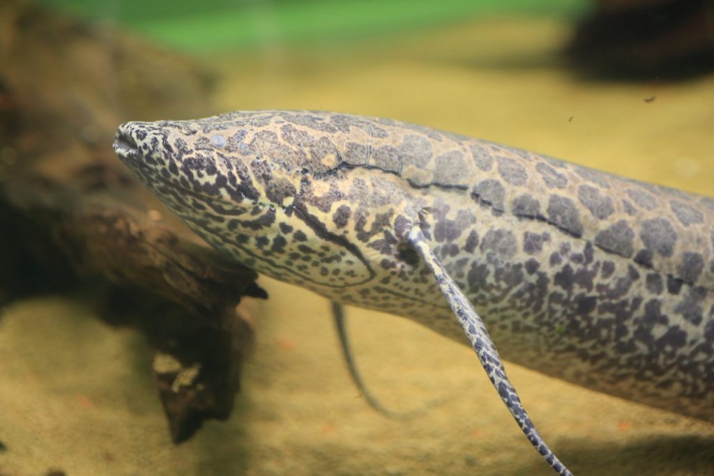 Il protottero etiopico (Protopterus aethiopicus) è un pesce polmonato che è in grado di formare un bozzolo che lo protegge dalla disidratazione quando arriva la stagione secca e l’acqua scompare