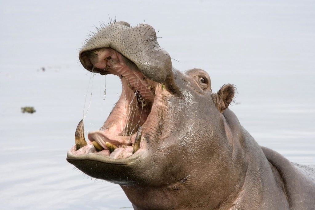 Molto meno diffusi che in passato anche gli ippopotami comuni (Hippopotamus amphibius) sono oggi considerati in pericolo di estinzione