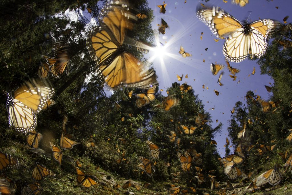Le farfalle monarca (Danaus plexippus) attraversano tutto il Nord America con una spettacolare migrazione a più generazioni