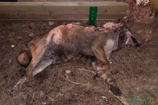 Lupo Ucciso a Villetta Barrea – ©Archivio foto PNALM