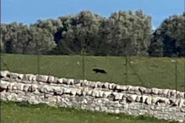 pantera nera