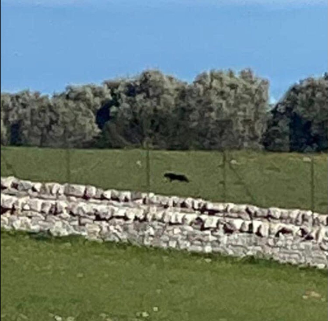 pantera nera
