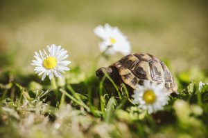 Esemplare di Testudo hermanni (Photo by Sindy Strife on Unsplash)