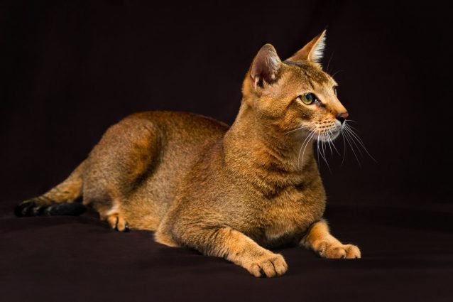 Gatto Chausie