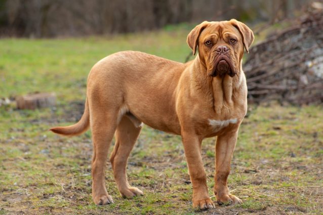 mastino francese