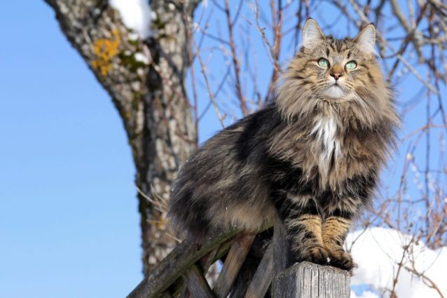 Gatto norvegese delle foreste
