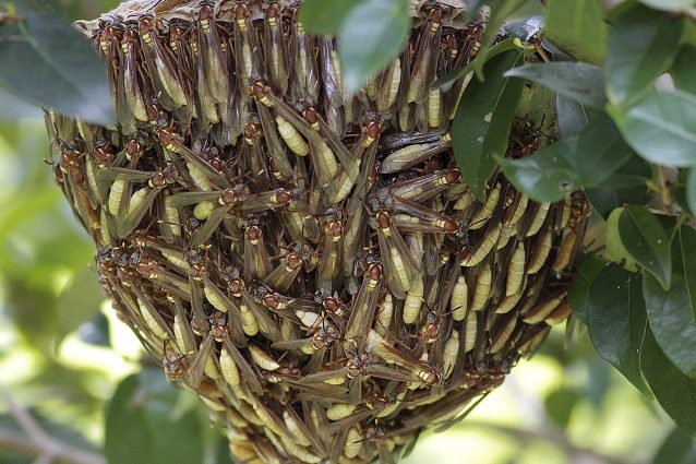 Nido di Apoica sp.