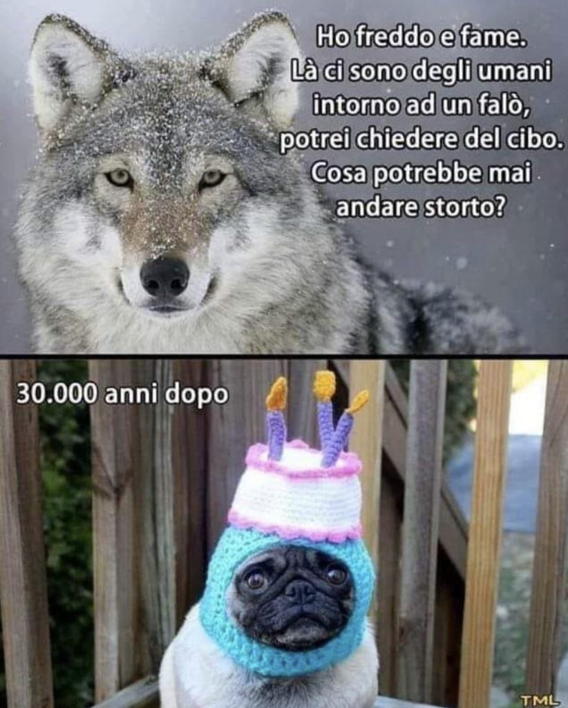 Meme lupo cane