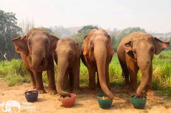Dar da mangiare agli elefanti: una delle attività più divertenti che si possono svolgere in un santuario etico in Thailandia (credits:AsianElephantProject@2020)