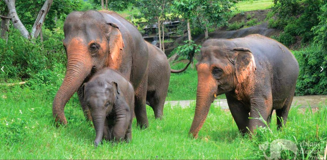 A passeggio con gli elefanti, una delle attività che i visitatori possono concedersi senza interferire con la natura dei pachidermi (credits: Asian Elephant Project @2020)
