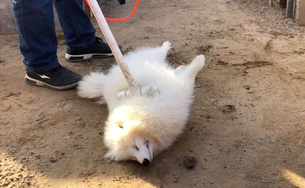 Gli animali vengono storditi e uccisi con il metodo dell’elettrocuzione, ma l’agonia è lunga e dolorosa e può durare diversi minuti (frame dal video di HSI)
